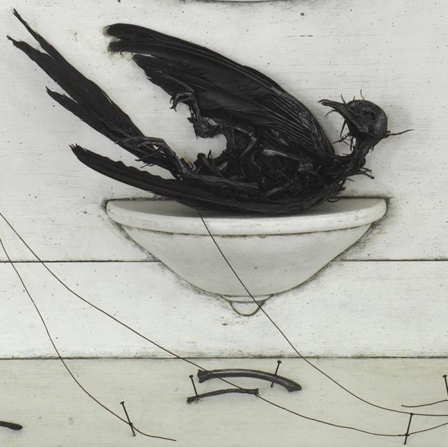 Persistance_blue oval with flying bird photograph dead bird shelf