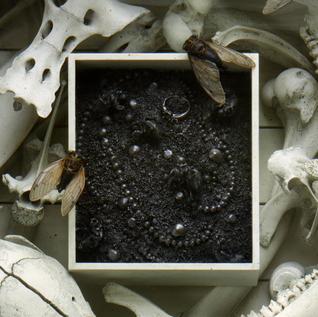 Summa_close up of white bones cicadas dark square box