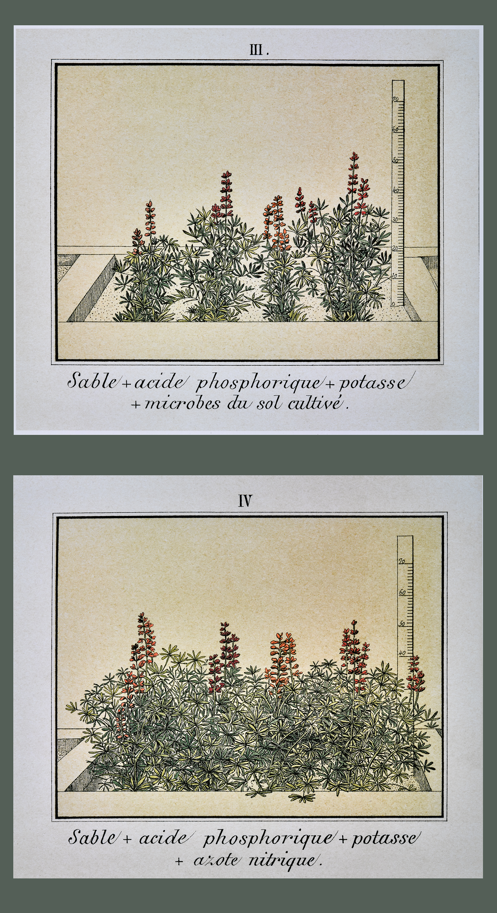 Growing_two print images green plants ruler on right
