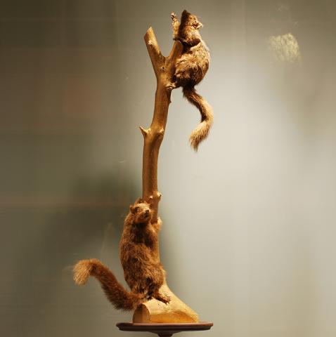 Six Stories_two pedestals squirrels running up tree limb