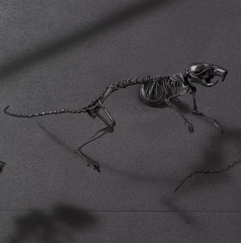 Fancy_detail of jumping mouse skeletons mirror reflection